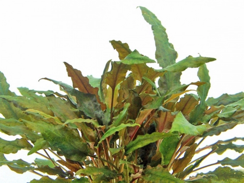 Brauner Wasserkelch - Cryptocoryne wendtii 'Braun'